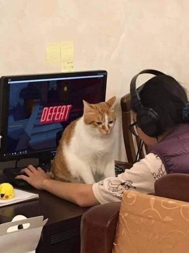 Котики, которые живут в своем мире и по своим правилам