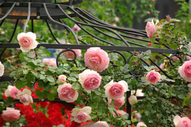 505050520_6982d2d15d_b[1] (700x468, 247Kb)