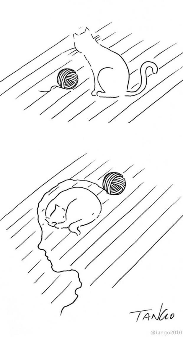 коты коты