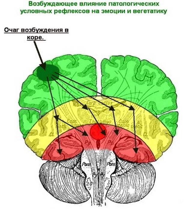 Вегето-сосудистая дистония с точки зрения нейрофизиологии (381x428, 61Kb)