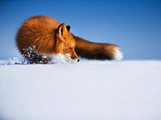 Лучшие фотографии National Geographic за август 2013