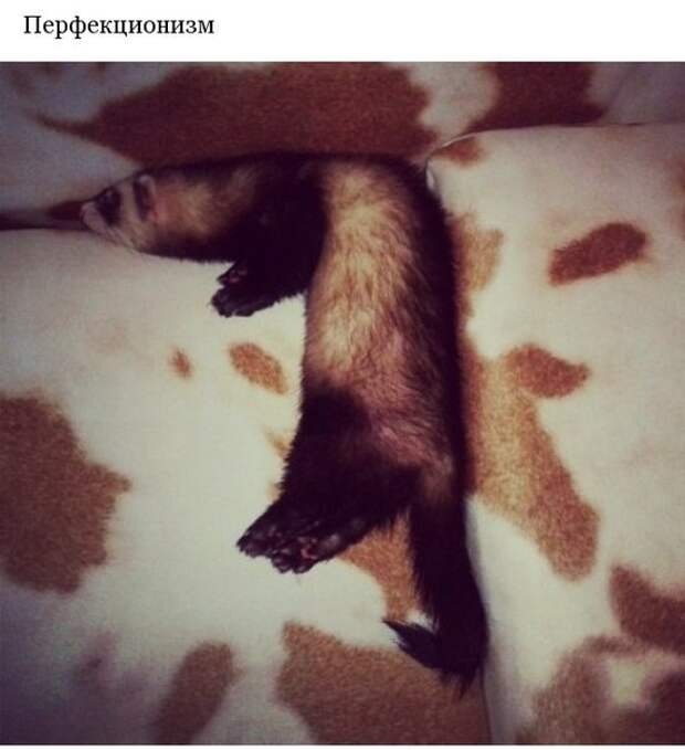 Хорьки это...
