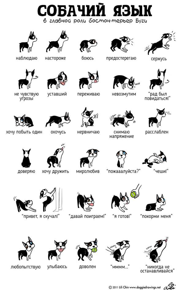 О чем думают ваши питомцы: язык тела животных в наглядных картинках животные, кошки, собаки, язык тела