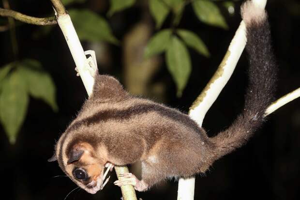 Ученые нашли в Новой Гвинее считавшихся вымершими 6000 лет назад опоссумов