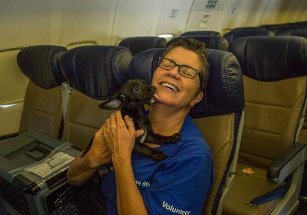 Компания Southwest предоставила самолет домашним животным, осиротевшим из-за «Харви»