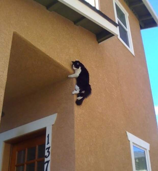 С этими котейками точно не заскучаешь! С этими котейками точно не заскучаешь!