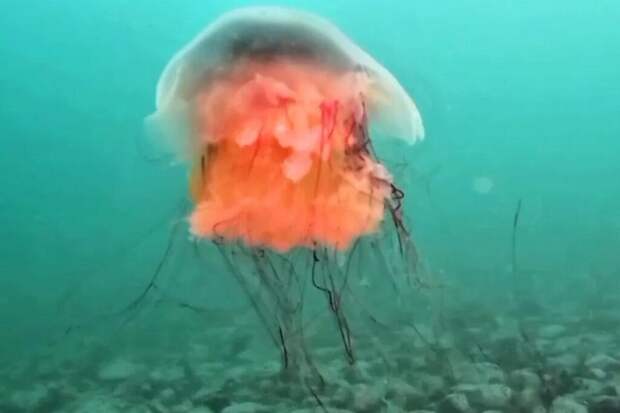 Дайвер показал медузу-гиганта на дне Японского моря