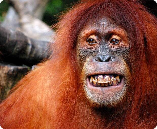 Орангутан