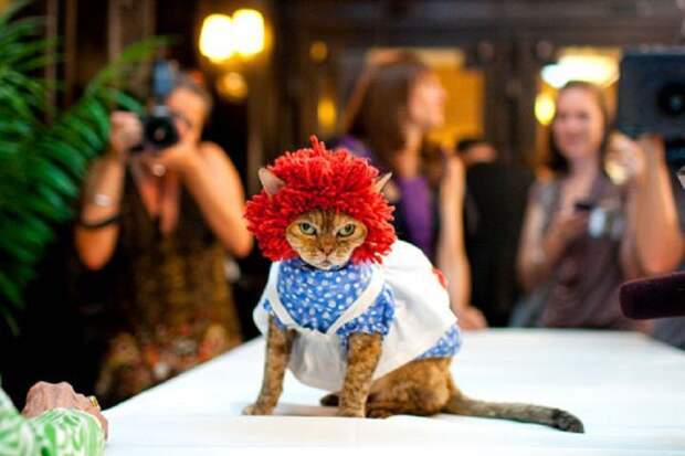 1 2010 cat fashion show in NY.jpg 1 2010 cat fashion show in NY.jpg