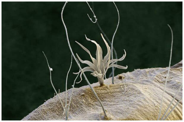 Волосы на теле личинки комара интересное, красота, микросъемка, удивительное