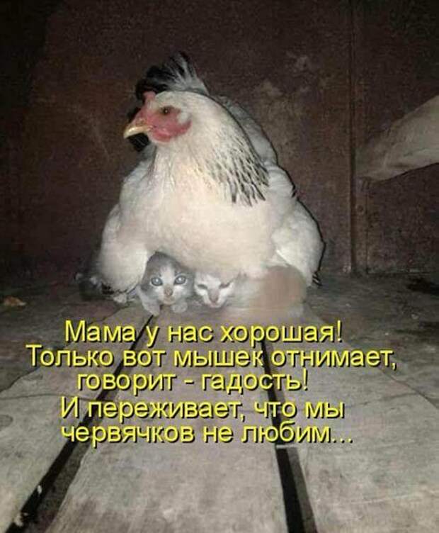 Котопост животные, коты, прикол, юмор