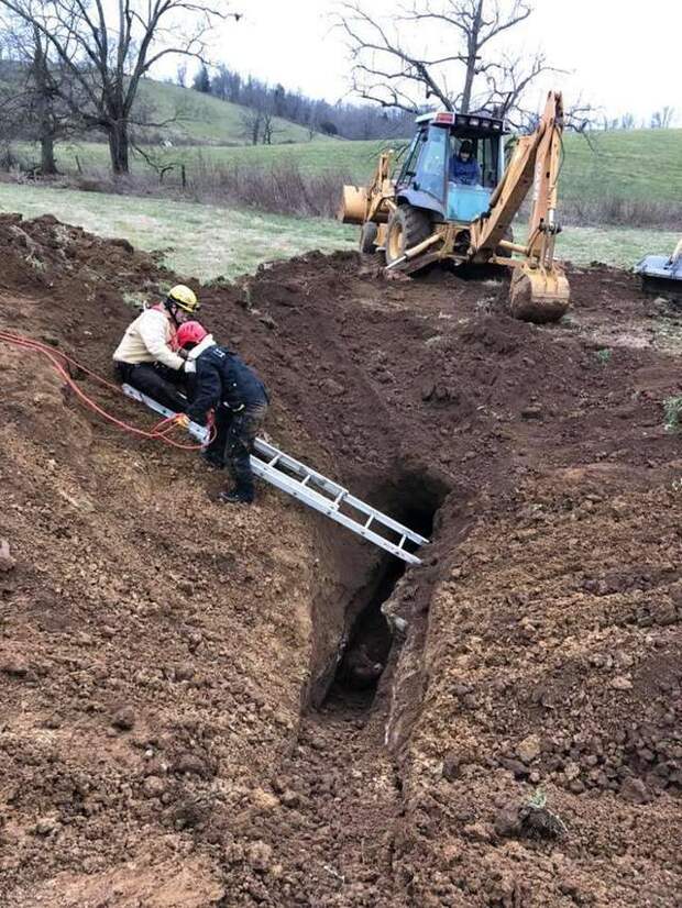 корова упала в выгребную яму спасение коровы