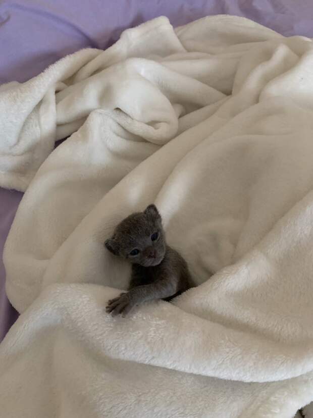 котенок в кровати