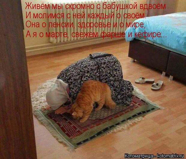 Лучшие котоматрицы недели (50 фото)