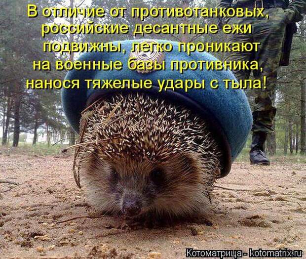 Лучшие котоматрицы недели (50 фото)