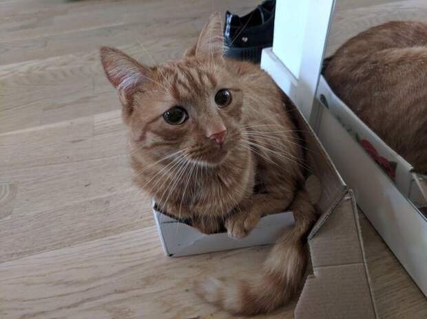 15 котиков, которые обожают коробки 15 котиков, которые обожают коробки