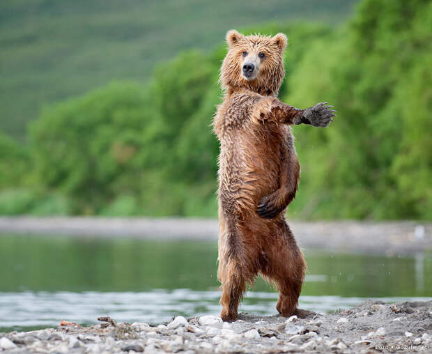 Танцующий медведь