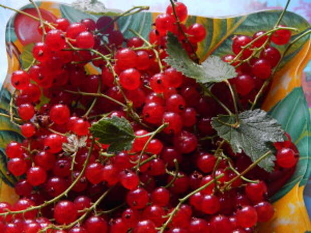 Смородина красная - полезные свойства и народные рецепты из красной смородины