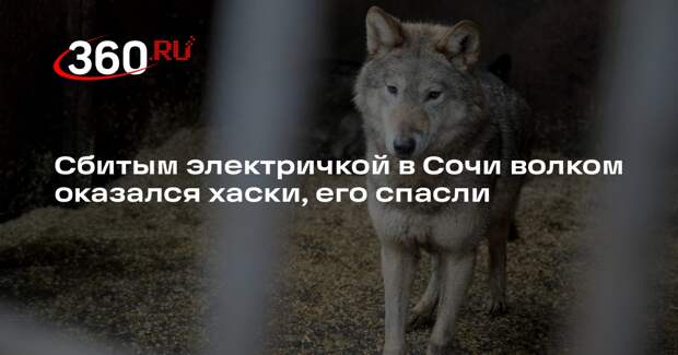 Сбитым электричкой в Сочи волком оказался хаски, его спасли