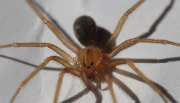 В Мексике обнаружили новый подвид опасных пауков