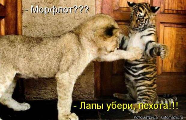 Котоматрицы(картинки с надписями)