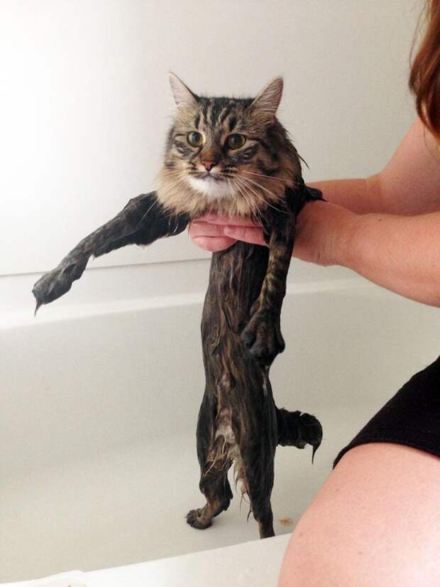 Кошки