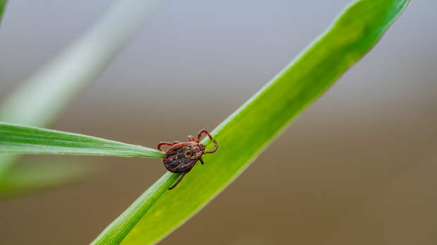 Ветврач Шиляков объяснил, как правильно удалить клеща у питомца
