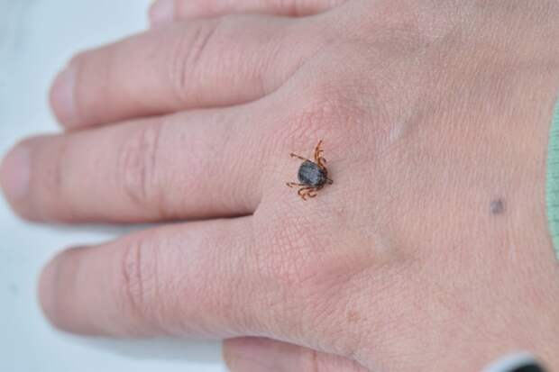 Россиян предупредили о клещах-разносчиках аллергии на мясо с летальным исходом