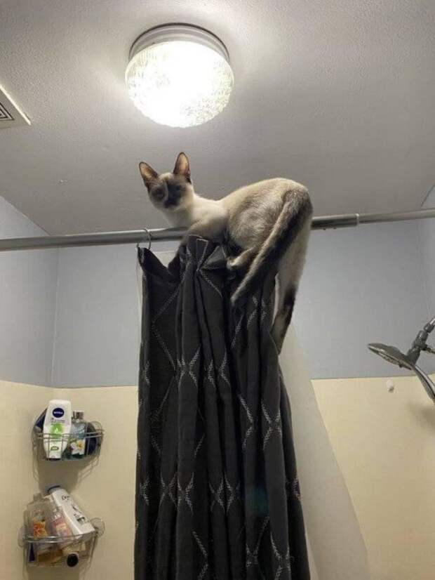 Котики, которые живут в своем мире и по своим правилам