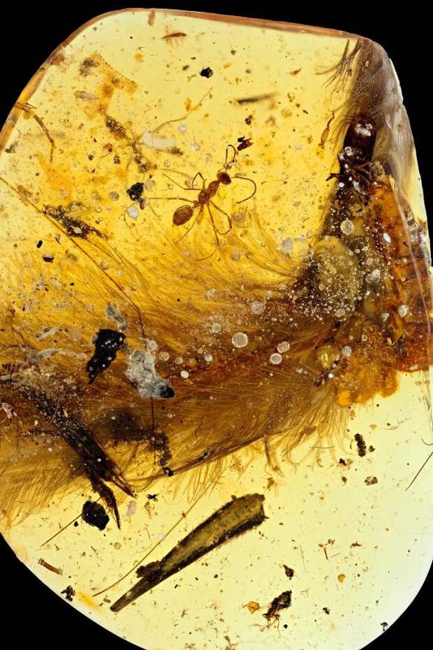 Ученые нашли идеально сохранившиеся перья динозавра Янтарь, динозавры, палеонтология, перья, птицы