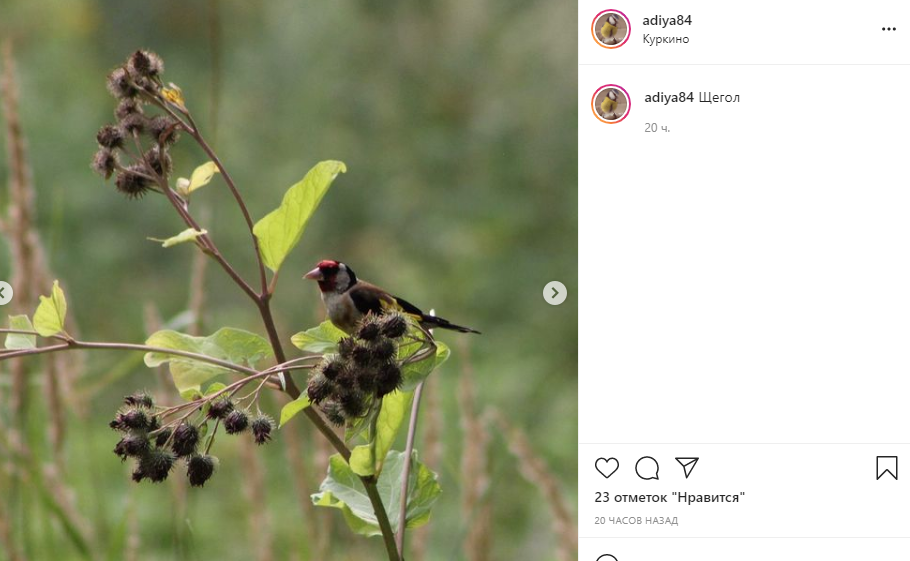 Фото дня: куркинский щегол