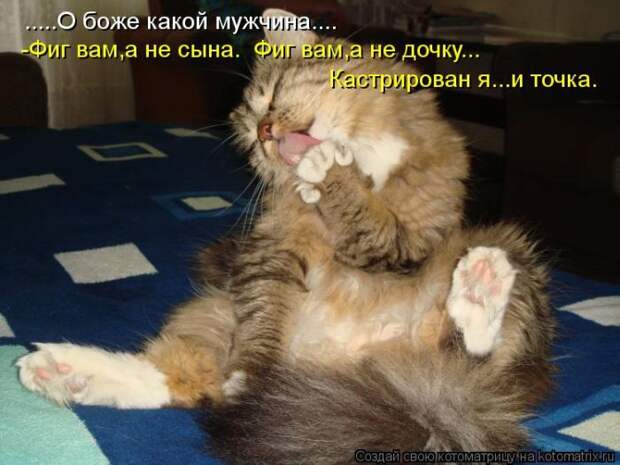 Лучшие котоматрицы недели Лучшие котоматрицы недели