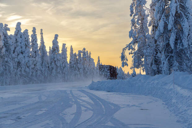 "Известия": лесные дороги в России разделят на два типа