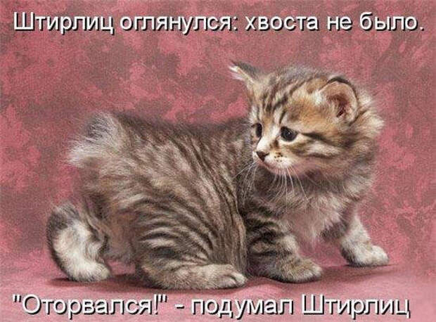 Веселая ФотоКошкоПодборка (26 фото)