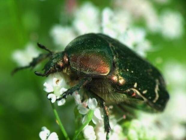 Бронзовки — зеленые блестящие жуки