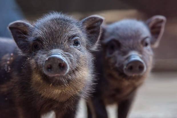 Заставившее маленьких свиней перерабатывать антикафе оправдалось