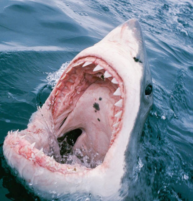 Школьника с защитой от укусов хищников укусила акула