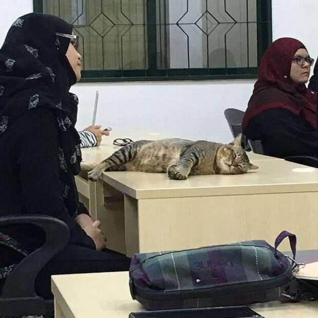 Кот, который ходит на пары Кот, который ходит на пары