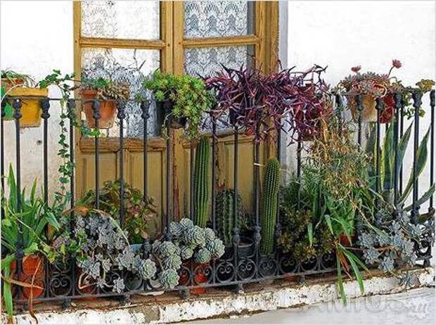 Цветочное разнообразие на балконе