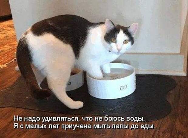 Котопост животные, коты, прикол, юмор