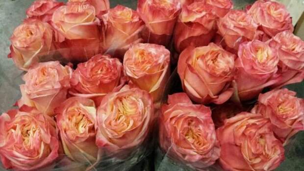 В Тюмень завезли зараженные розы из Кении
