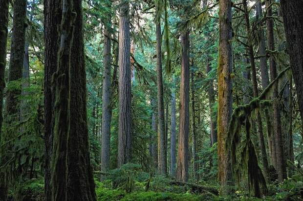 mount-rainier-national-park-11