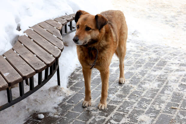 В Самарской области принят скандальный закон о бездомных животных