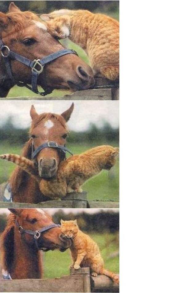 Странные и невероятные примеры дружбы животных дружба, животные