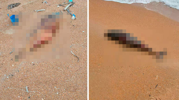 Десятки мертвых дельфинов нашли на пляже под Анапой