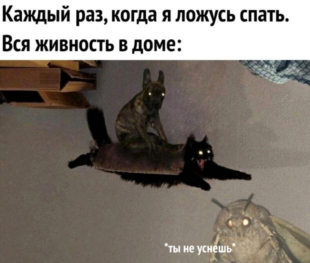 изображение: Каждый раз, когда я ложусь спать. Вся живность в доме: - Ты не уснёшь! #Котоматрицы