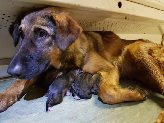 Дворняга родила 9 щенков в вагоне московского метро животные, собака