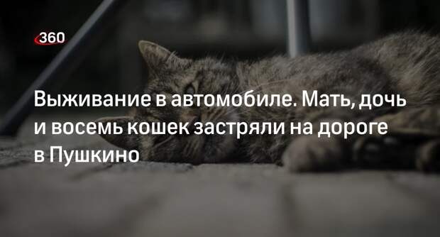 Мать, дочь и восемь кошек три недели вынуждены жить на трассе в Пушкино