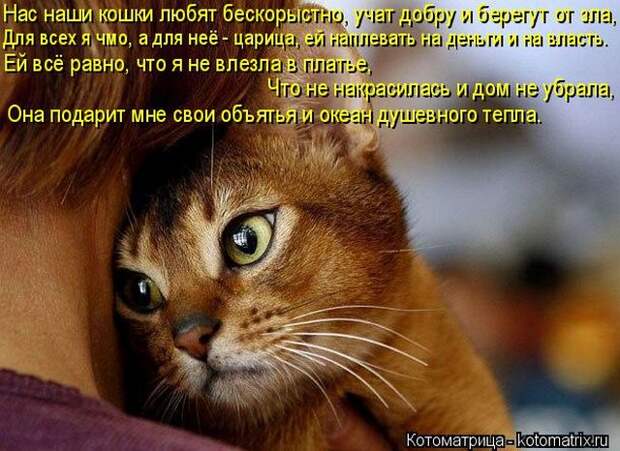 Лучшие котоматрицы недели (50 фото)
