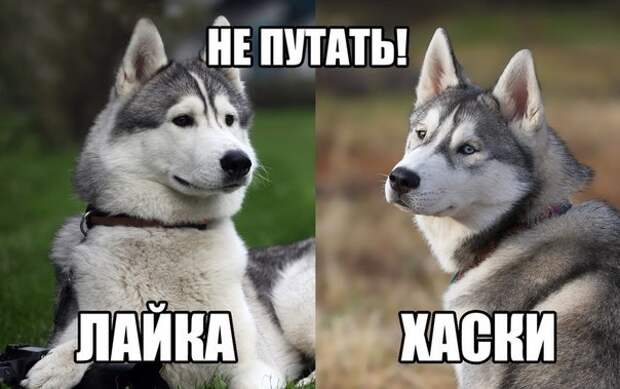 Как отличить лайку от хаски?